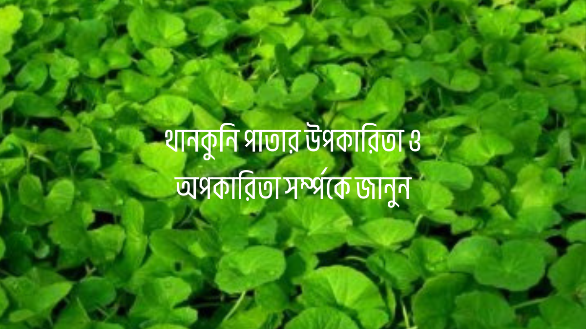 থানকুনি পাতার উপকারিতা ও অপকারিতা থানকুনি পাতার উপকারিতা ও অপকারিতা