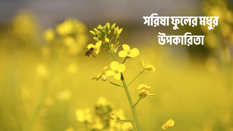 সরিষা ফুলের মধুর উপকারিতা