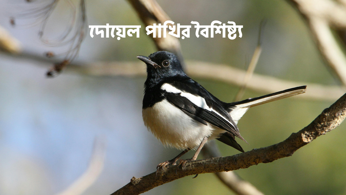 দোয়েল পাখির বৈশিষ্ট্য