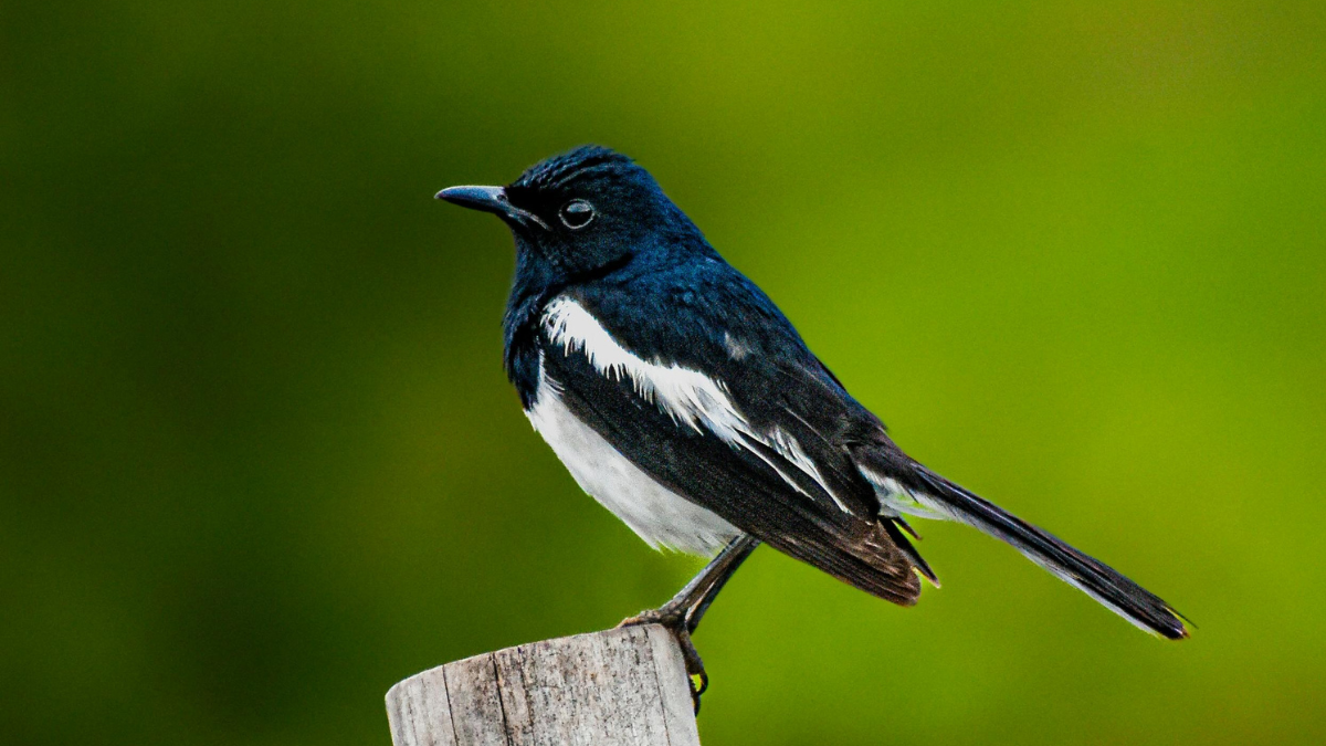দোয়েল পাখির বৈশিষ্ট্য