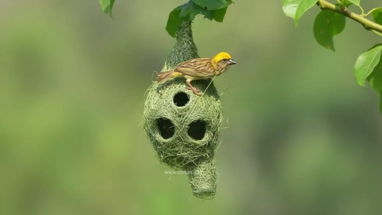 স্বাধীনতার সুখ কবিতা