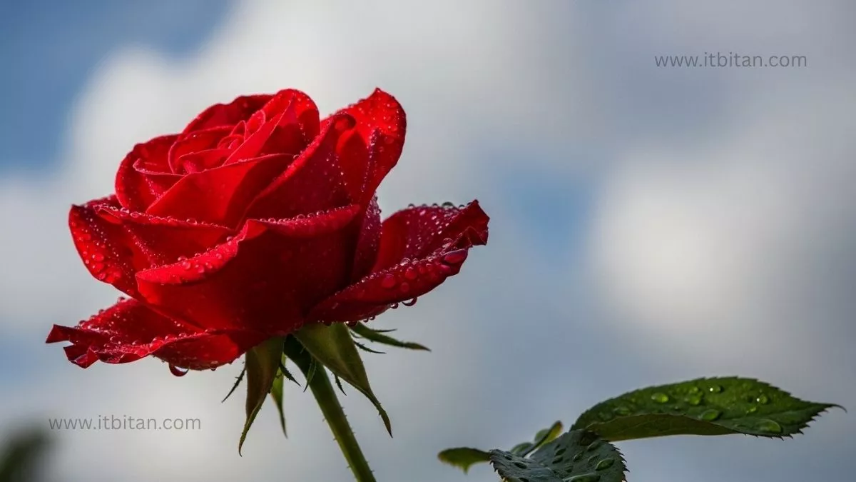 গোলাপ ফুলের পিক | গোলাপ ফুলের পিক ডাউনলোড 11 গোলাপ ফুলের পিক ডাউনলোড