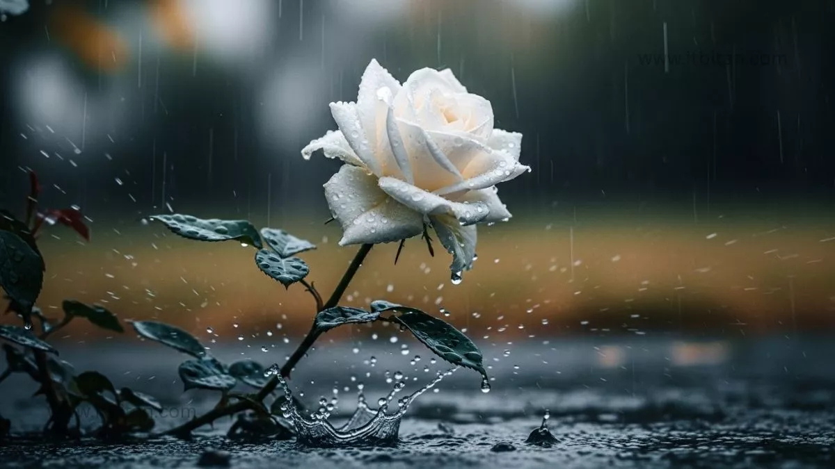 গোলাপ ফুলের পিক | গোলাপ ফুলের পিক ডাউনলোড 27 গোলাপ ফুলের পিক ডাউনলোড