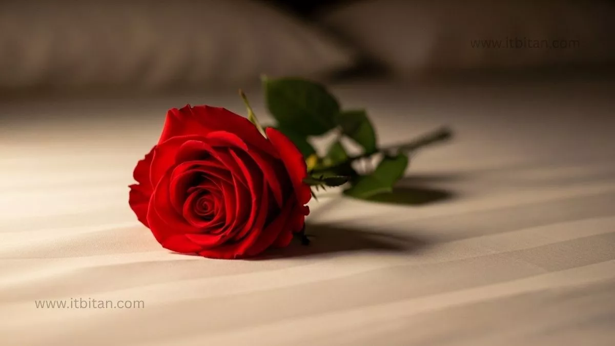 গোলাপ ফুলের পিক | গোলাপ ফুলের পিক ডাউনলোড 35 গোলাপ ফুলের পিক ডাউনলোড