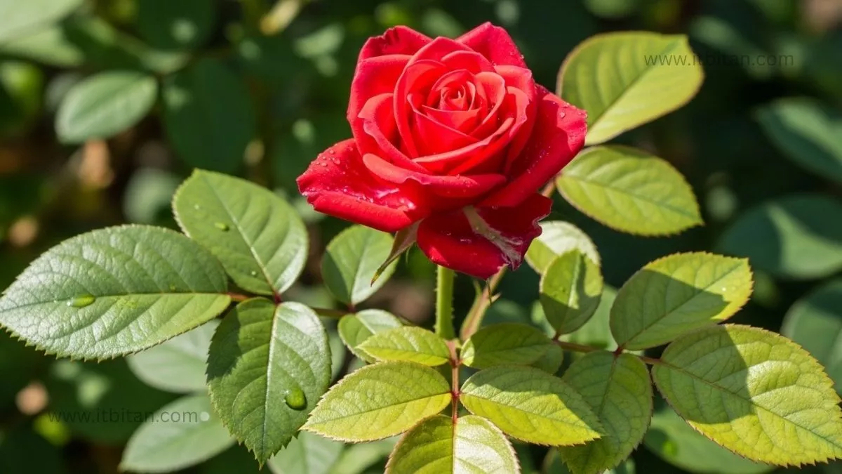 গোলাপ ফুলের পিক | গোলাপ ফুলের পিক ডাউনলোড 51 গোলাপ ফুলের পিক ডাউনলোড