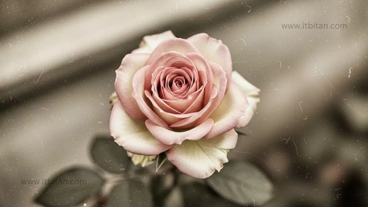 গোলাপ ফুলের পিক | গোলাপ ফুলের পিক ডাউনলোড 65 গোলাপ ফুলের পিক ডাউনলোড